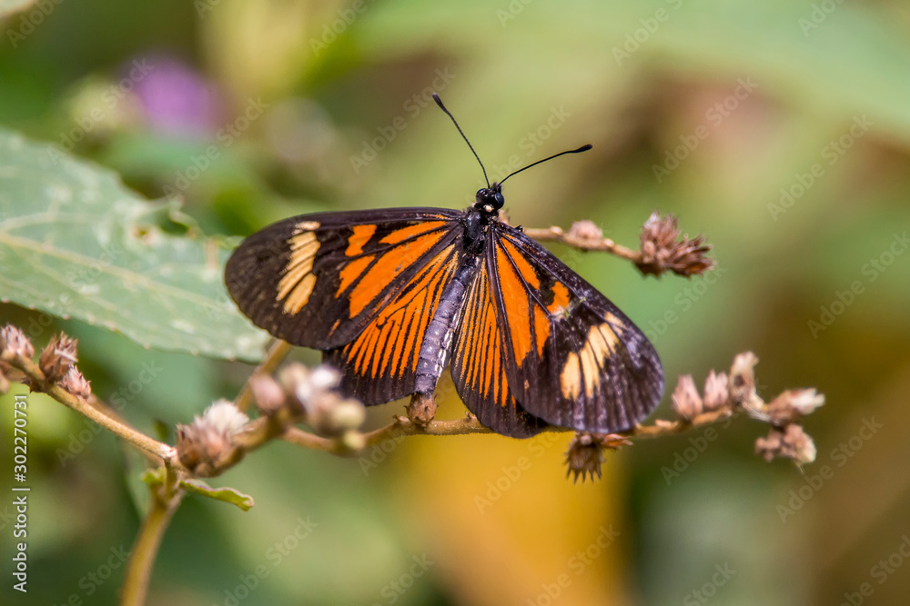 Butterfly photographed in Espirito Santo. Southeast of Brazil. Atlantic Forest Biome. Picture made in 2013.