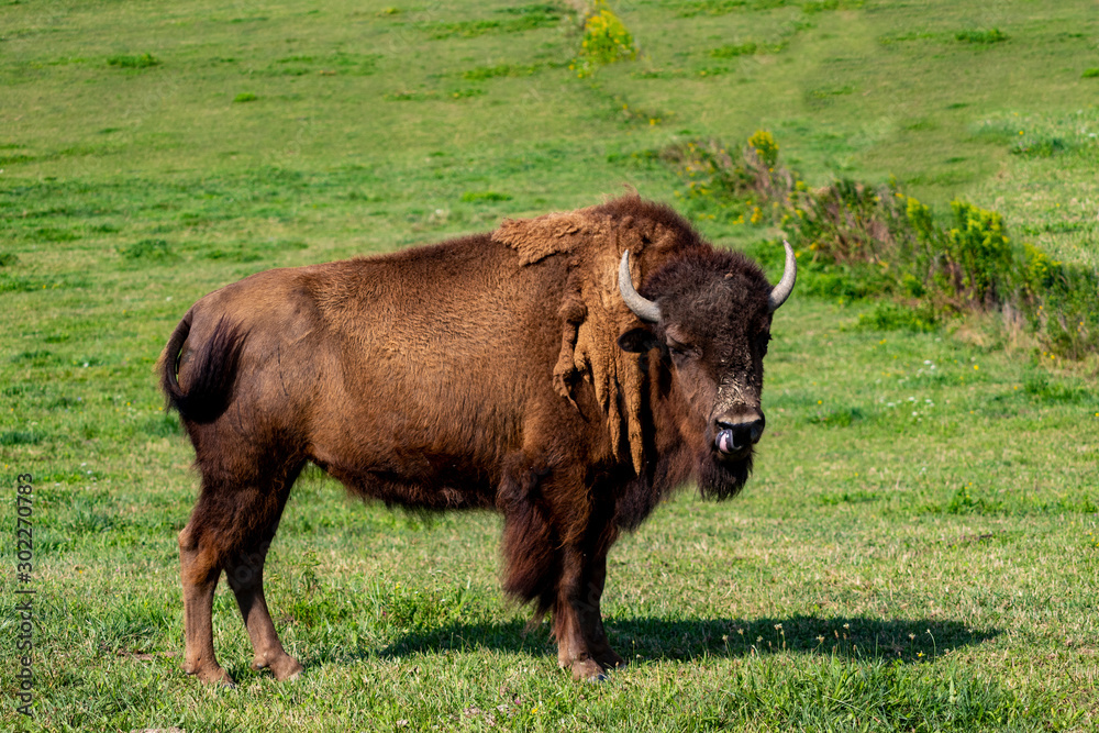 European bison herd (Bison bonasus) in the meadow. 