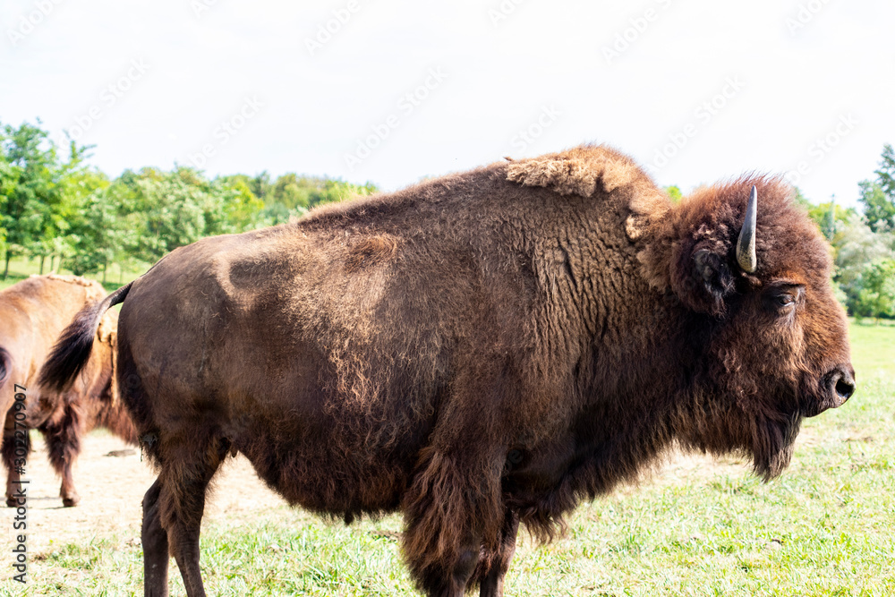 European bison herd (Bison bonasus) in the meadow. 