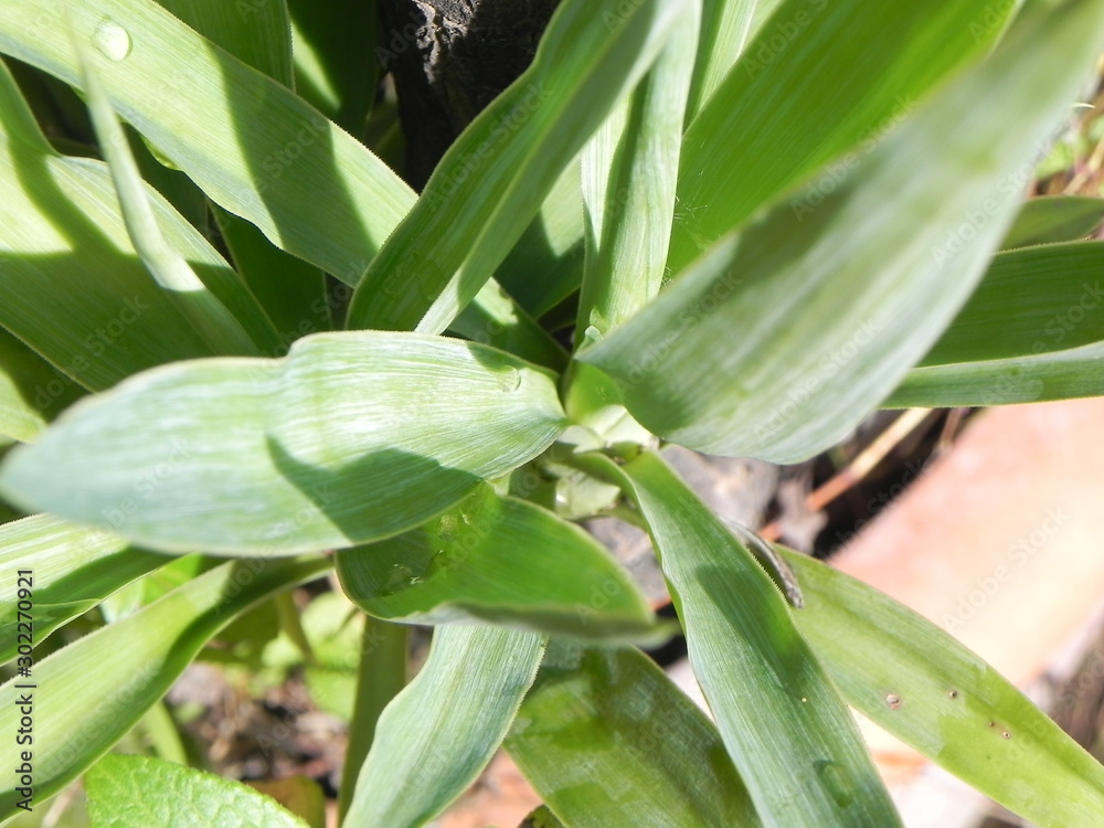 Obraz premium rosiott