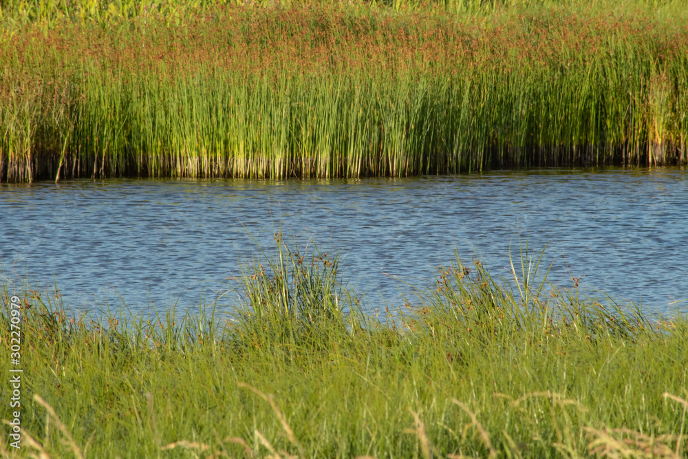 Fototapeta premium A River Running Between Two Reed Banks, County Kerry