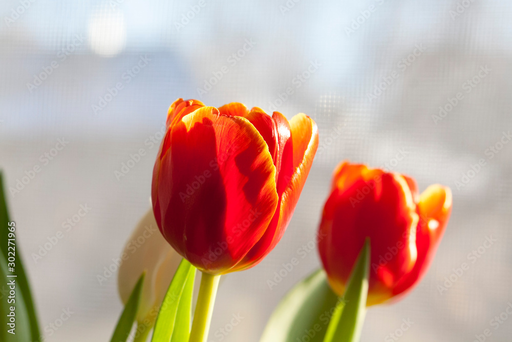 Fototapeta premium tulips on white background