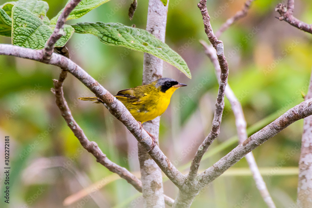 Masked Yellowthroat photographed in Guarapari, Espirito Santo. Southeast of Brazil. Atlantic Forest Biome. Picture made in 2013. Masked Yellowthroat photographed in Guarapari, Espirito Santo. Southeast of Brazil. Atlantic Forest Biome. Picture made in 2013.