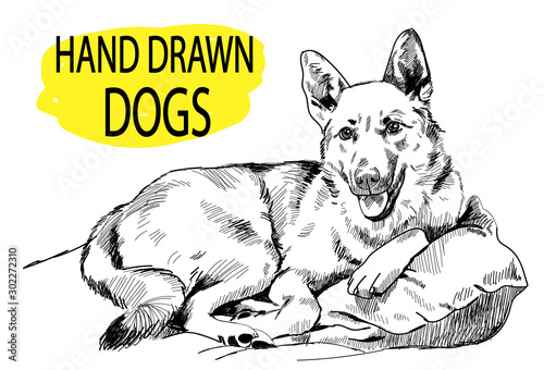 Dog lying on pillows. Drawing by hand in vintage style.