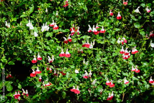 Large evergreen shrub of white and red Salvia microphylla Hot Lips flowers, commonly known as the baby sage, Graham's sage, or blackcurrant sage, and green leaves in a garden in a sunny summer day