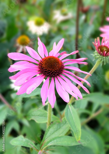 Echinacea flower on a background of flower beds, macro photo.