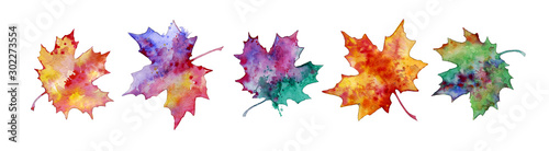 Obraz na plátně Colorful maple leaves, set of plant elements for design, watercolor illustration