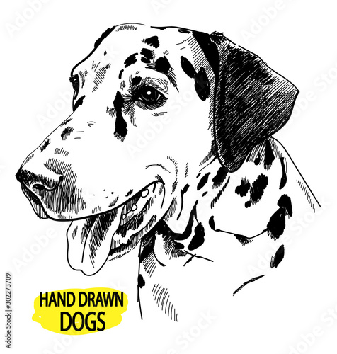 Young dalmatian. Spotted dog. Drawing by hand in vintage style.
