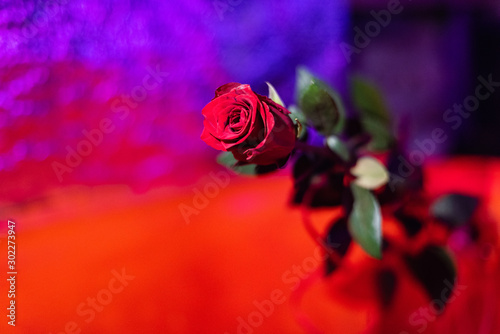 beautiful red rose against colourful blurred background. Postcard