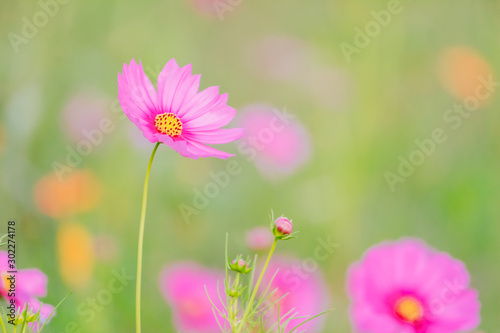 Soft And select Focus A colorful field of Cosmos Flower is planted for visitors to visit the Cosmos Flower in the winter and the Cosmos Field. Flower is also the meeting of couples on Valentine s Day.