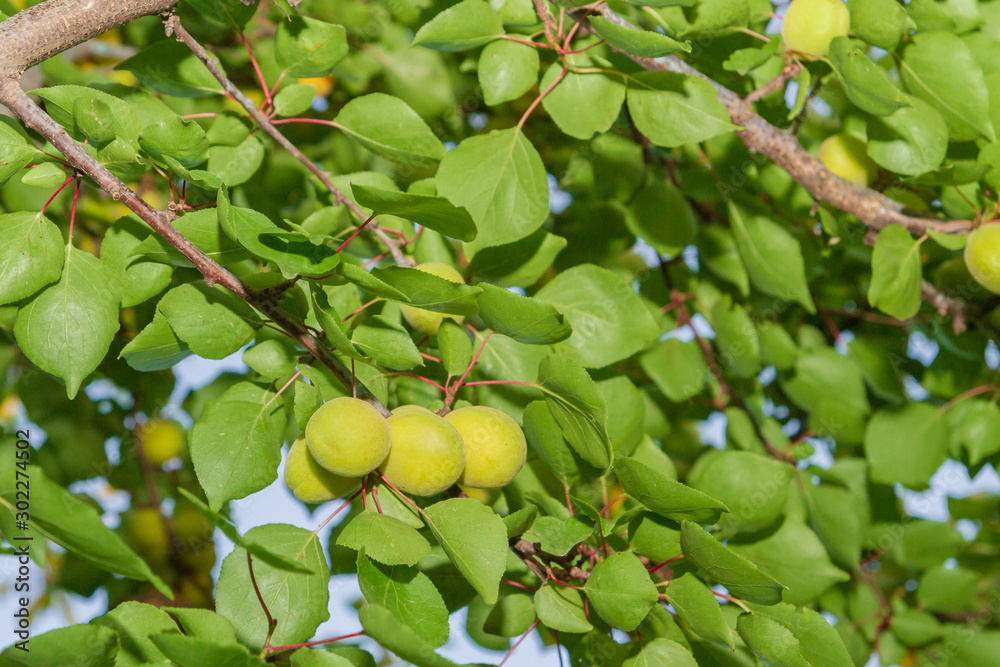 Apricots grow and Mature on a branch in early summer