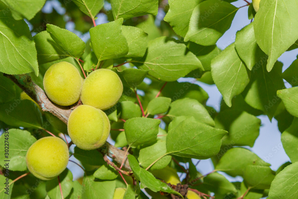 Apricots grow and Mature on a branch in early summer Apricots grow and Mature on a branch in early summer
