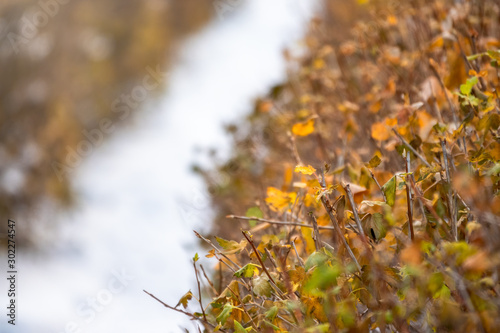 Autumn branches with yellow and orange leaves in park with snow.