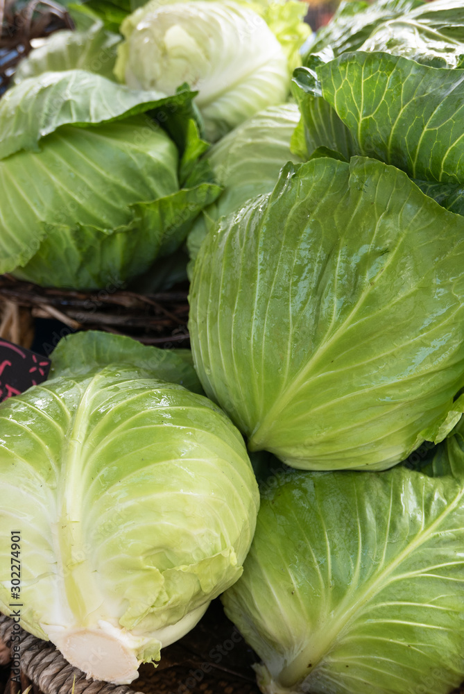 Obraz premium Three heads of shiny green cabbage
