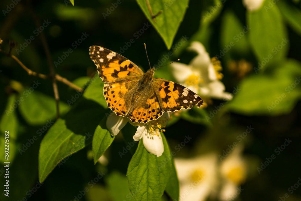 Blooming white flowers of a jasmine bush. Butterflies on white flowers. Butterflies pollinate flowers. Blooming white flowers of a jasmine bush. Butterflies on white flowers. Butterflies pollinate flowers.