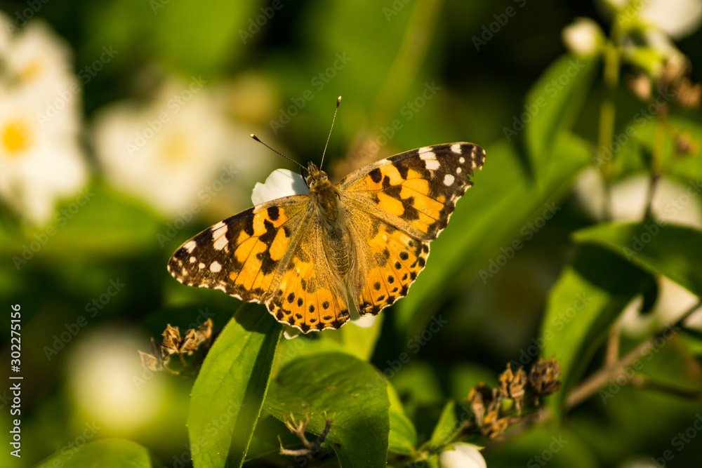 Blooming white flowers of a jasmine bush. Butterflies on white flowers. Butterflies pollinate flowers. Blooming white flowers of a jasmine bush. Butterflies on white flowers. Butterflies pollinate flowers.