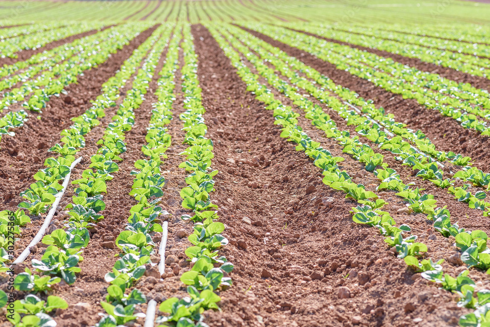 Field of green and fresh lettuce. agriculture concept Field of green and fresh lettuce. agriculture concept
