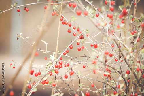 Red ripe goji berries on a branch © 2207918