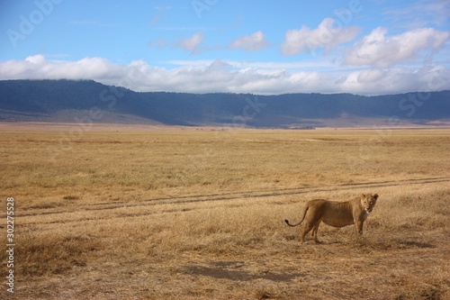 Safari landscape with Lions in Ngorongoro Crater, Tanzania © Simon