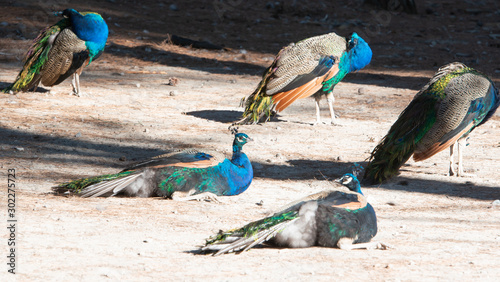 Wildlebende Bunte Pfauen, kleine Kätzchen im Pfauenwald Plaka auf Kos Griechenland photo