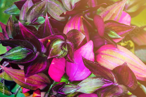 Close-up of colorful red leaves of flowers  background.