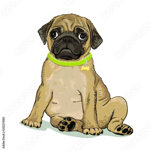 Cute puppy pug in a collar with a medallion isolated on white background. Template. Close-up. Clip art. Hand Painting. Ink. Line art, black and white.