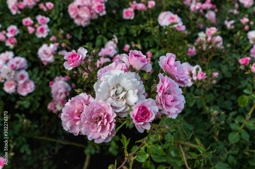 Blooming in the garden of pink and red decorative roses. Pink and red roses bloom in the park.