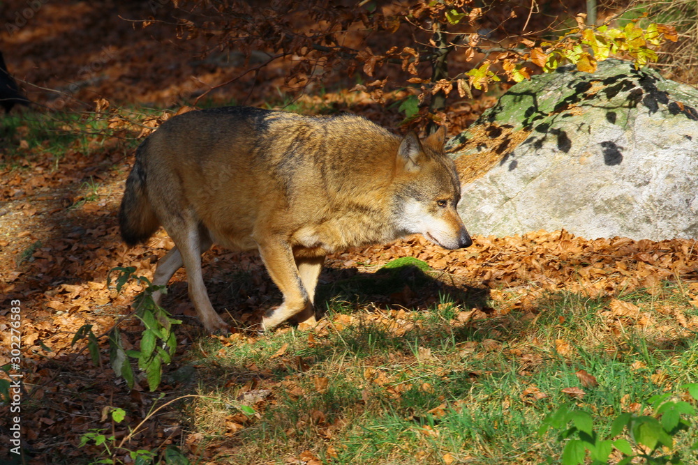 wolf wolf
