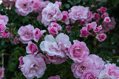 Blooming in the garden of pink and red decorative roses. Pink and red roses bloom in the park.