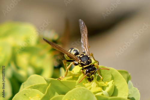 Wespe auf Wolfsmilch photo