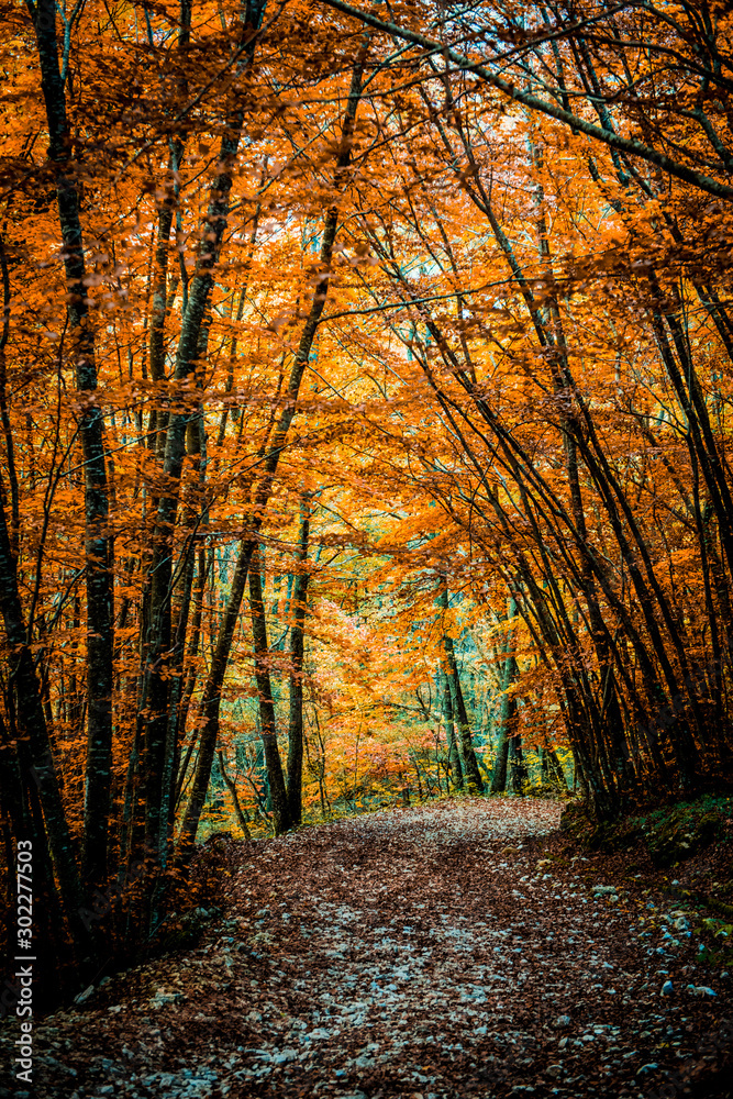 Fototapeta premium Paesaggio autunnale II