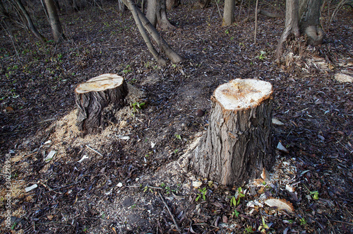 Tree stumps and sawdust