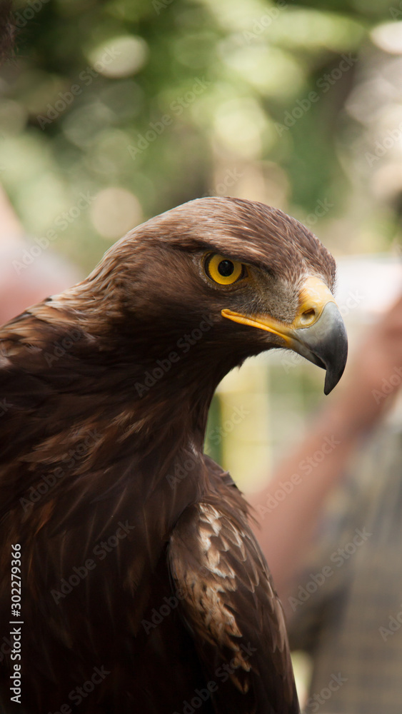 Fototapeta premium Portrait Steinadler