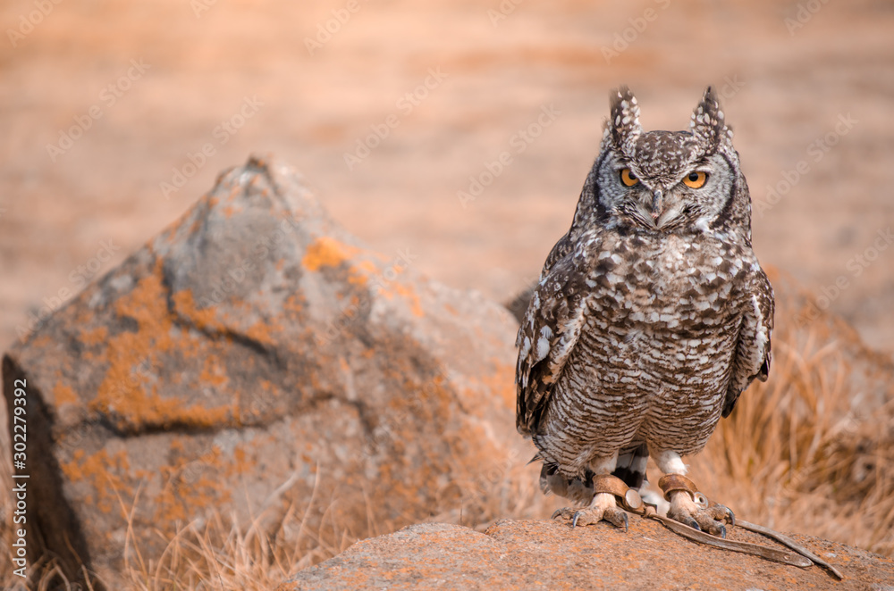 A rescued African spotted owl (africanus bubo) perched on a rock at a birds of prey show, South Africa - obrazy, fototapety, plakaty 