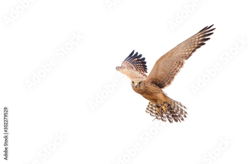 A rescued lanner falcon (Falco biarmicus) hovering in the sky against a white background. Birds of Prey rescue centre, South Africa photo