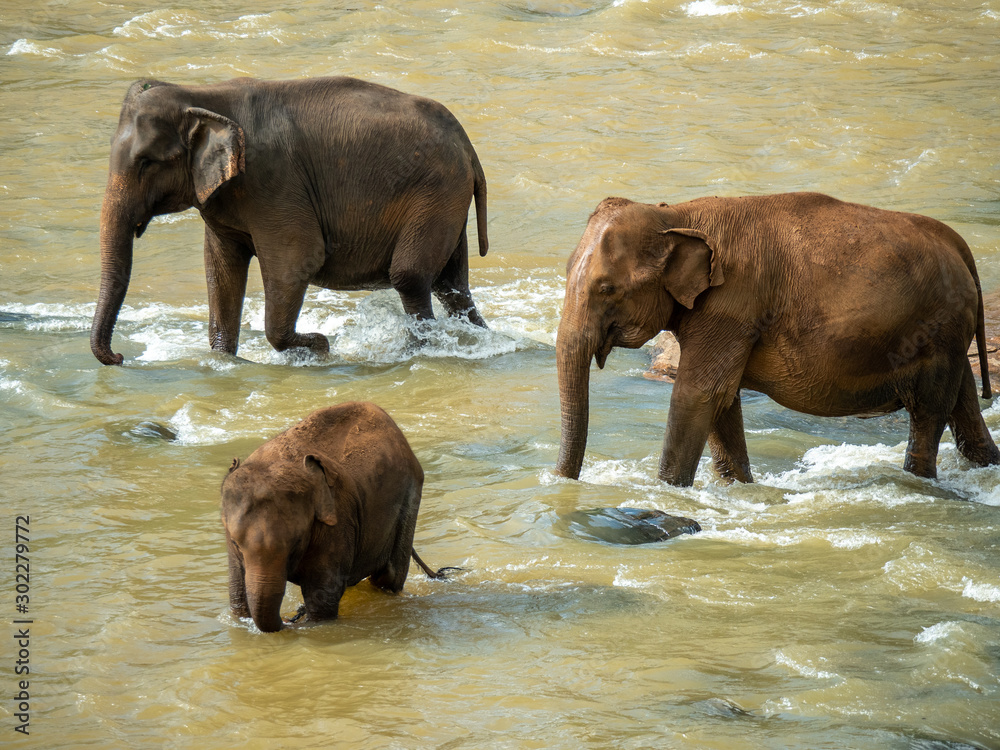Elephants family in water