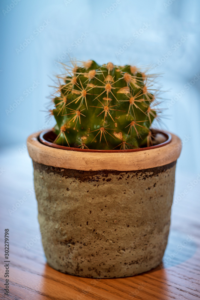 Cactus flower Cactus flower
