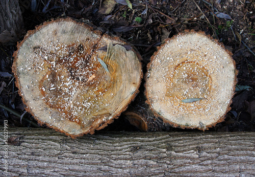 Parts of the trunk of the cut tree