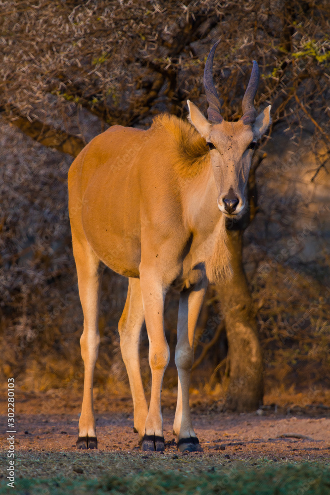 A lone Eland (taurotragus oryx) standing, facing the camera, in the golden late afternoon sun in the bush. Dikhololo nature reserve, South Africa A lone Eland (taurotragus oryx) standing, facing the camera, in the golden late afternoon sun in the bush. Dikhololo nature reserve, South Africa