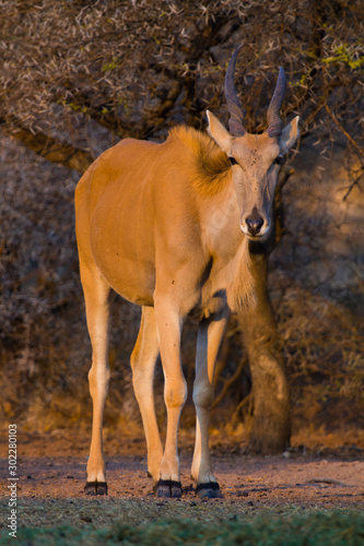 A lone Eland (taurotragus oryx) standing, facing the camera, in the golden late afternoon sun in the bush. Dikhololo nature reserve, South Africa photo