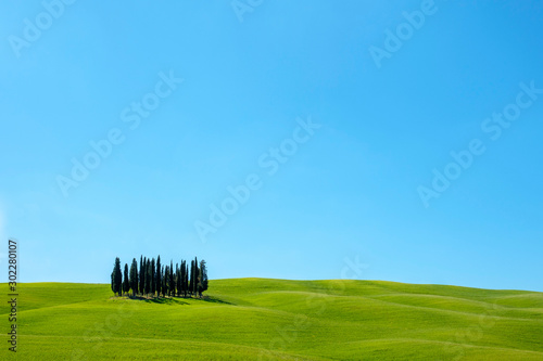 Cypress trees on Tuscan landscape against clear sky