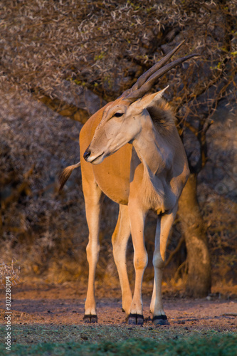 A lone Eland (taurotragus oryx) standing in the golden late afternoon sun in the bush. Dikhololo nature reserve, South Africa photo