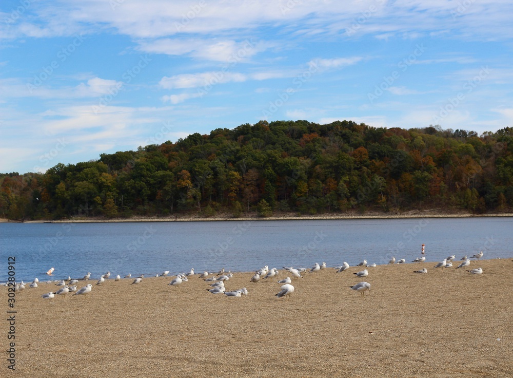 The gulls on the beach at the lake in the park.
