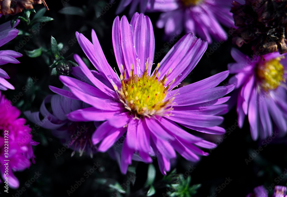 Obraz premium Perennial alpine aster close up in my garden