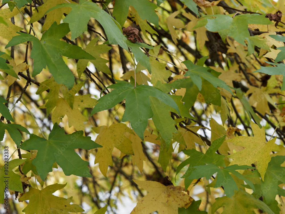 Orientalischer Amberbaum (Liquidambar orientalis), Handförmigen