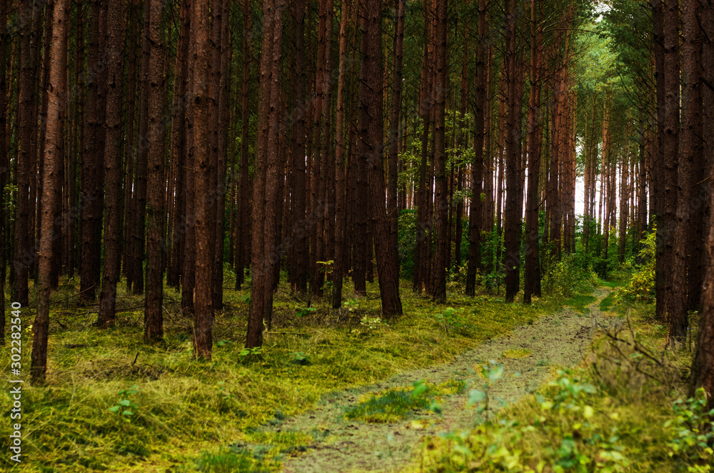 Fototapeta premium morning in the forest