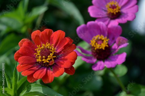 Flores de Zinnia rojas y moradas © ameaz_23