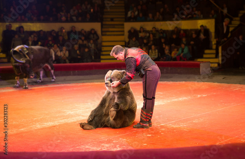Fényképezés performance of brown bears buffalo in the circus arena.
