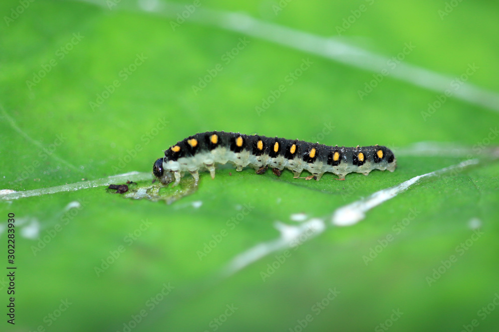 Tenthredo marginella