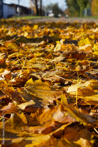 autumn leaf colorful foliage